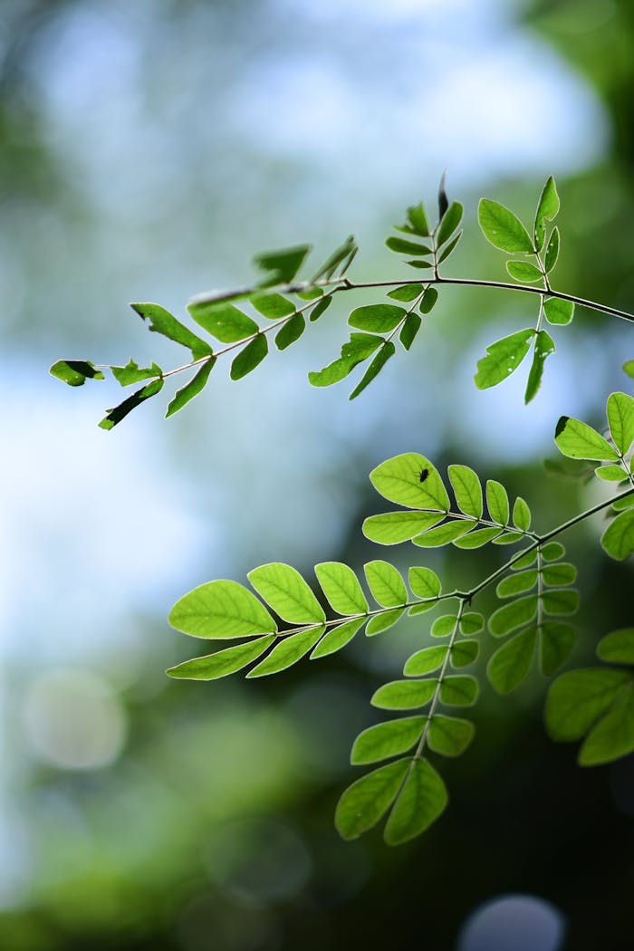 Services Detailed close-up of vibrant green leaves against a soft bokeh background.
