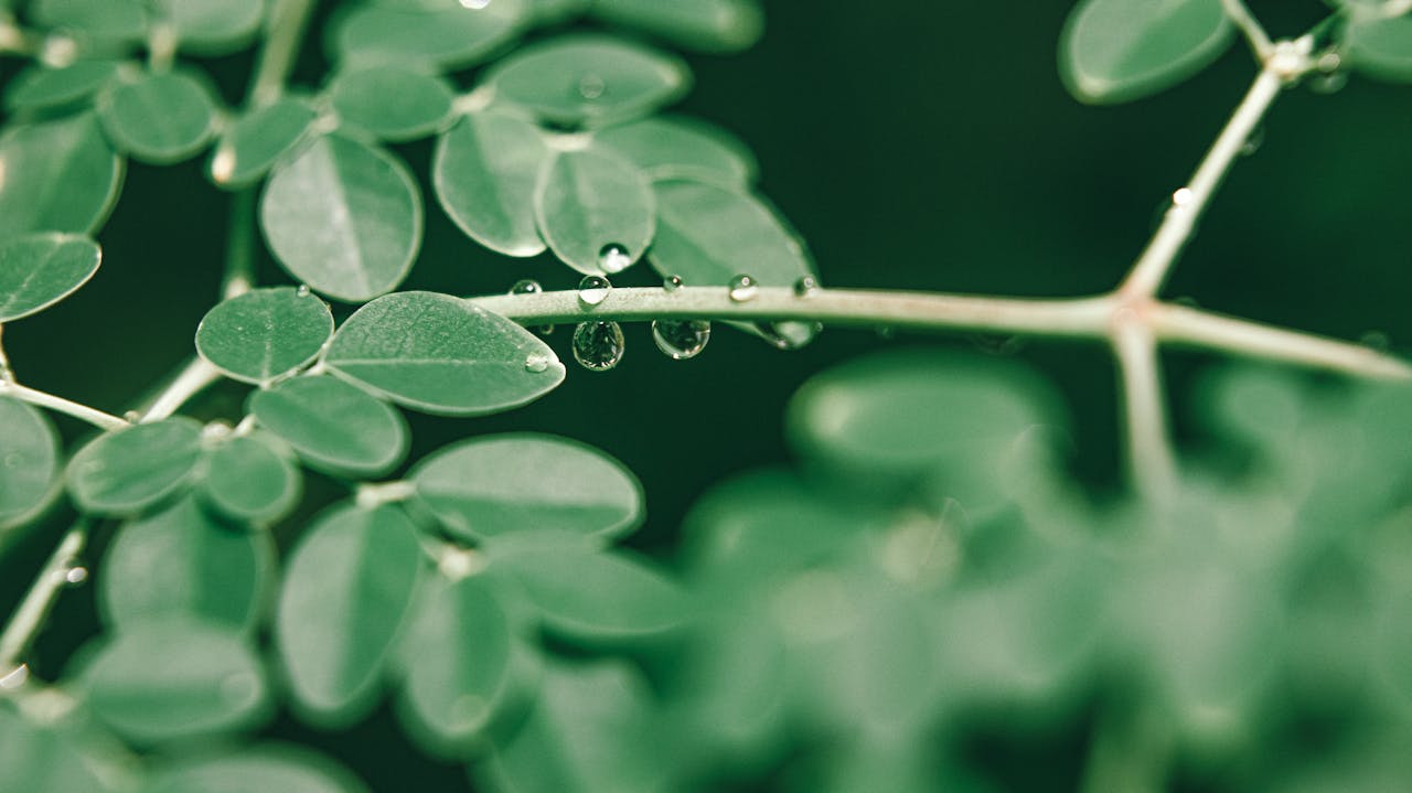 Closeup of small fresh green leaves on branches of drumstick tree growing in forest in sunny morning