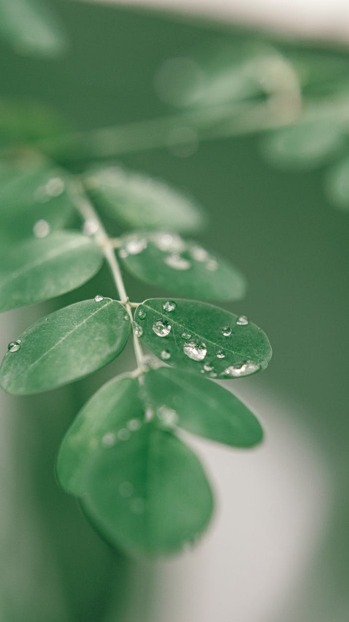 Closeup of morning dew on gentle small green leaves of drumstick tree growing in tropical garden in daylight
